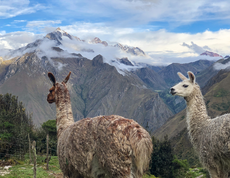 llamas on the inca trail in peru