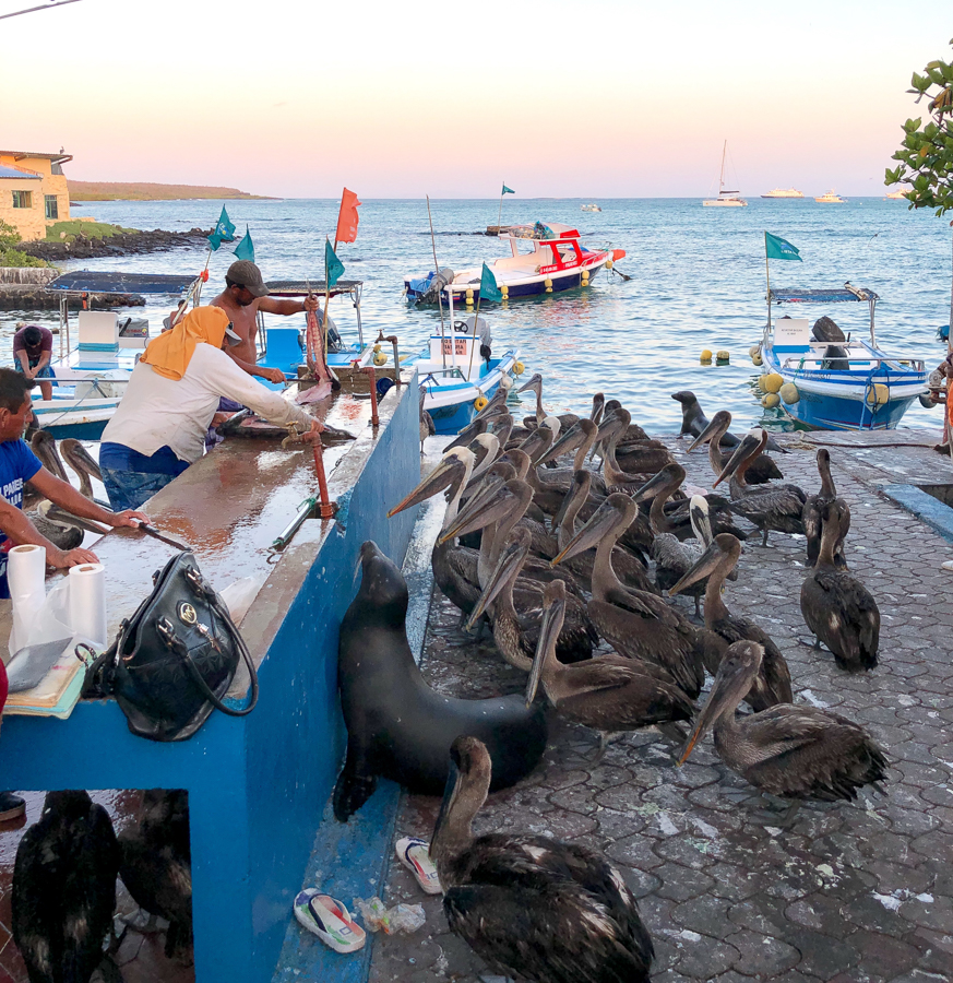 travel to galapagos islands