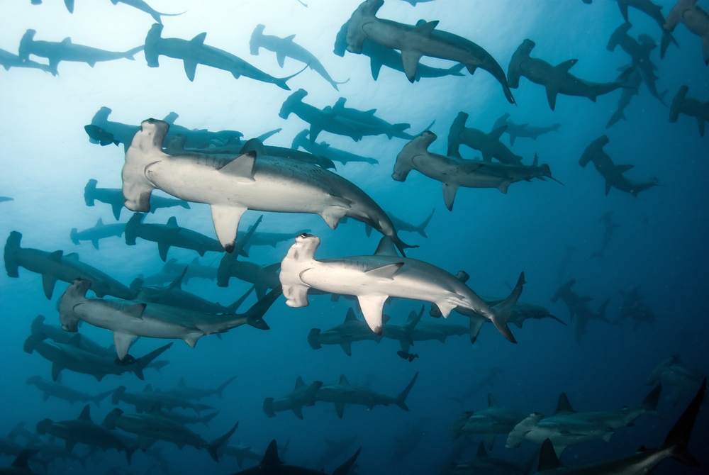 Hammerhead Diving Galapagos Islands