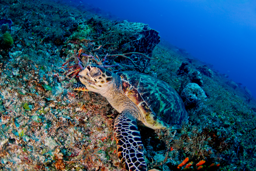 seeing turtles while scuba diving in playa del carmen