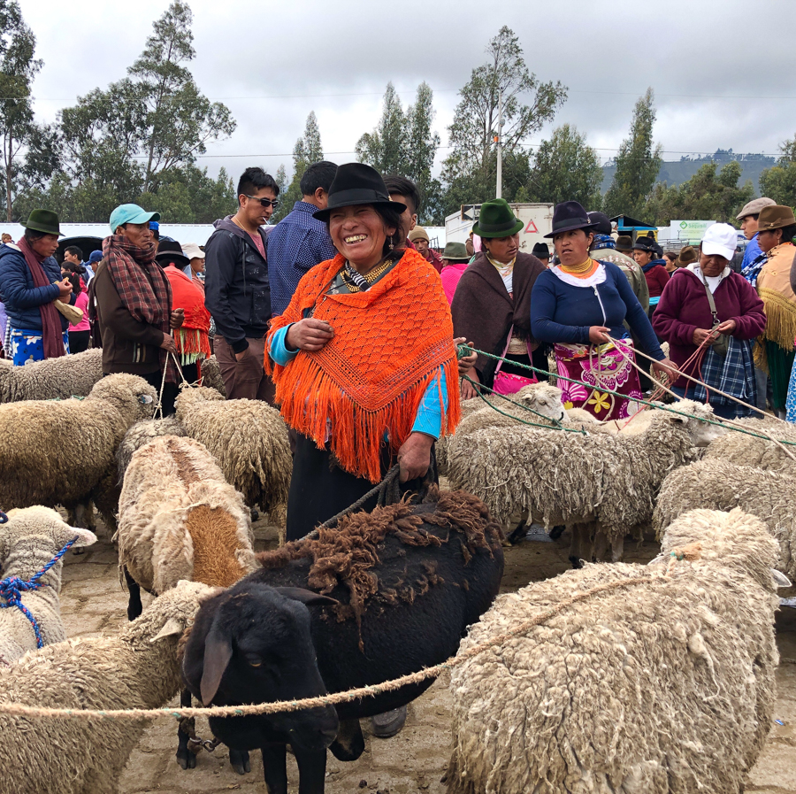 sheep for sale saquisili market