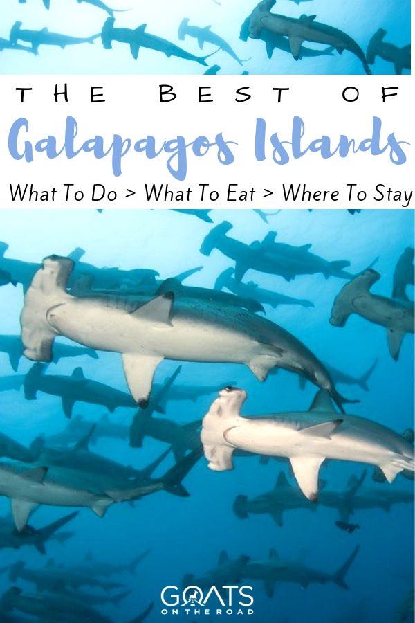 hammerhead sharks with text overlay the best of Galapagos islands