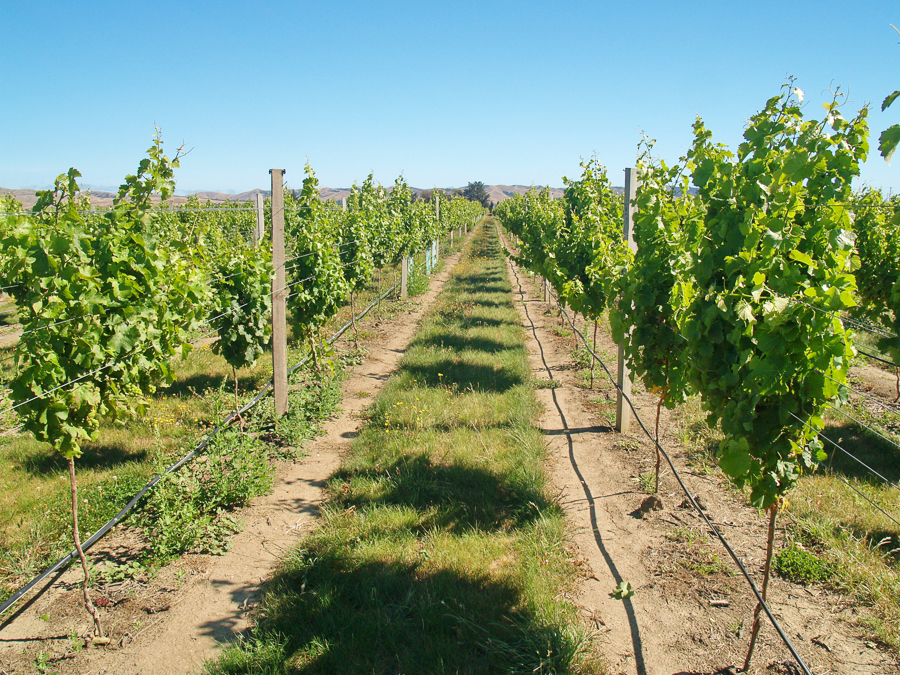 working holiday visa nz work on vineyards