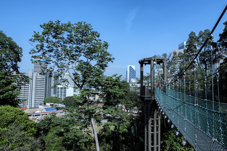 walk on the KL forest eco park