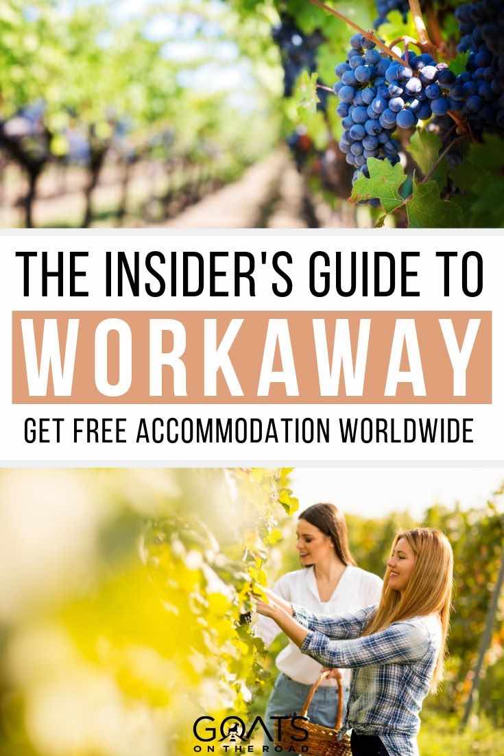 volunteering at a winery with text overlay the insiders guide to workaway