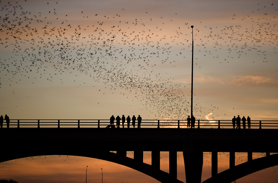 bats flying over austin best attractions