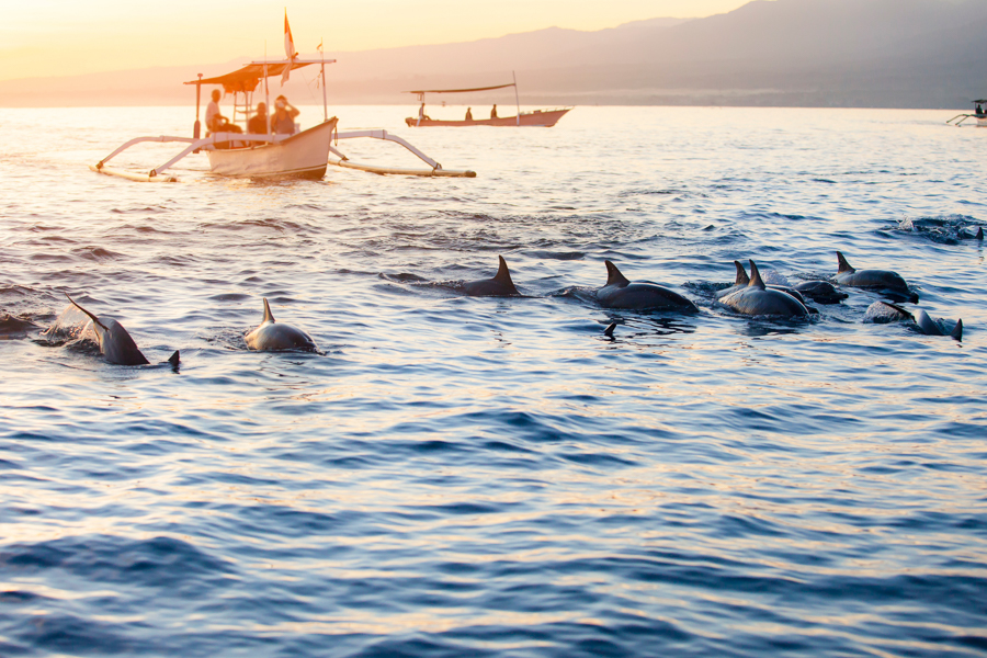 dolphin watching in lovina bali