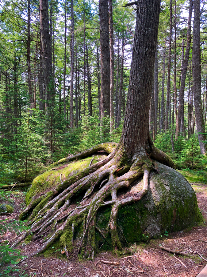 Kejimikujik National Park tree