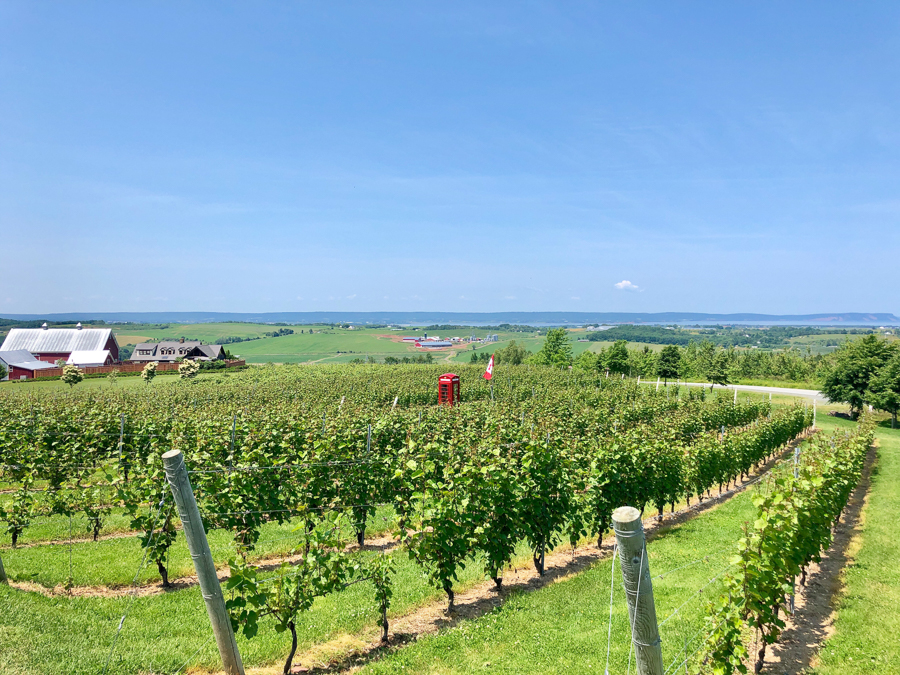 Visiting vineyards is one of the best things to do in Nova Scotia