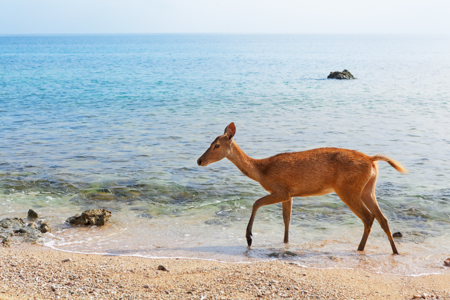 visit west bali national park to see deer