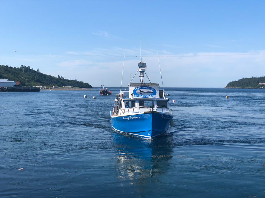 petit passage whale watching nova scotia