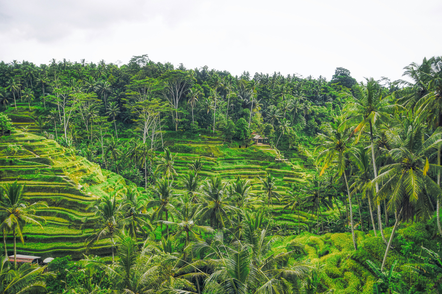 where to go in bali visit ubud