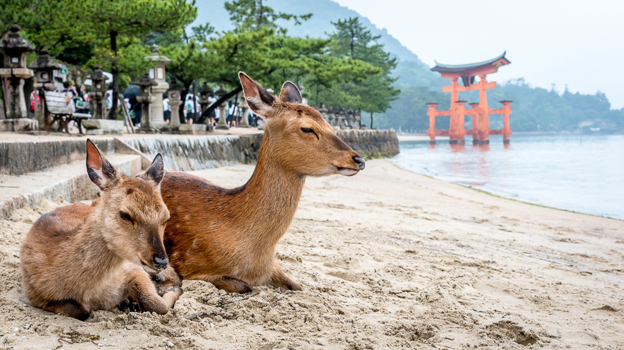 Miyajima island things to do in japan