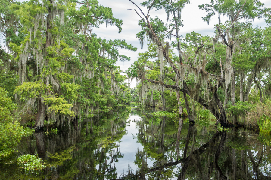 swamp tours new orleans