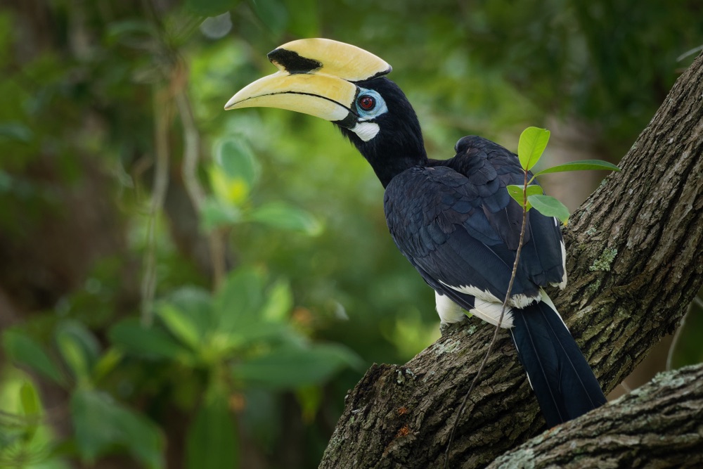 hornbill tour raja ampat