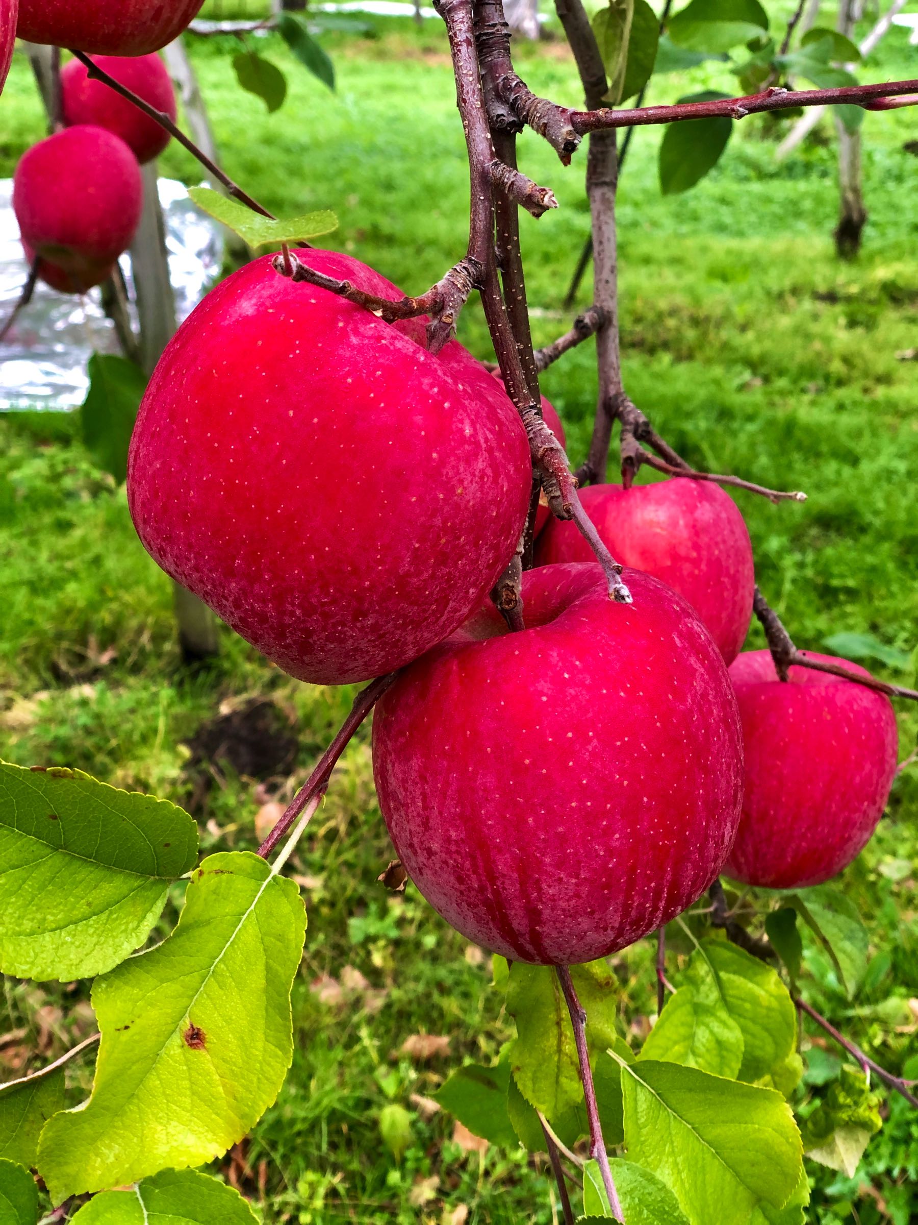 apple orchard aomori