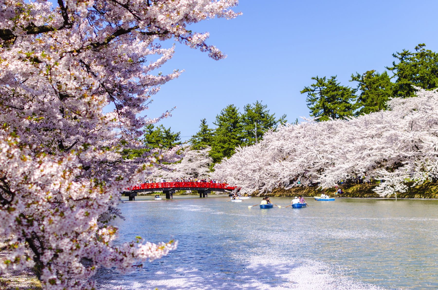 cherry blossoms japan hirosaki aomori