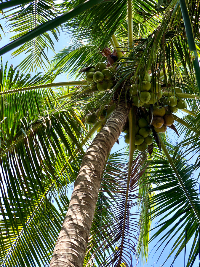 coconuts gangga satu