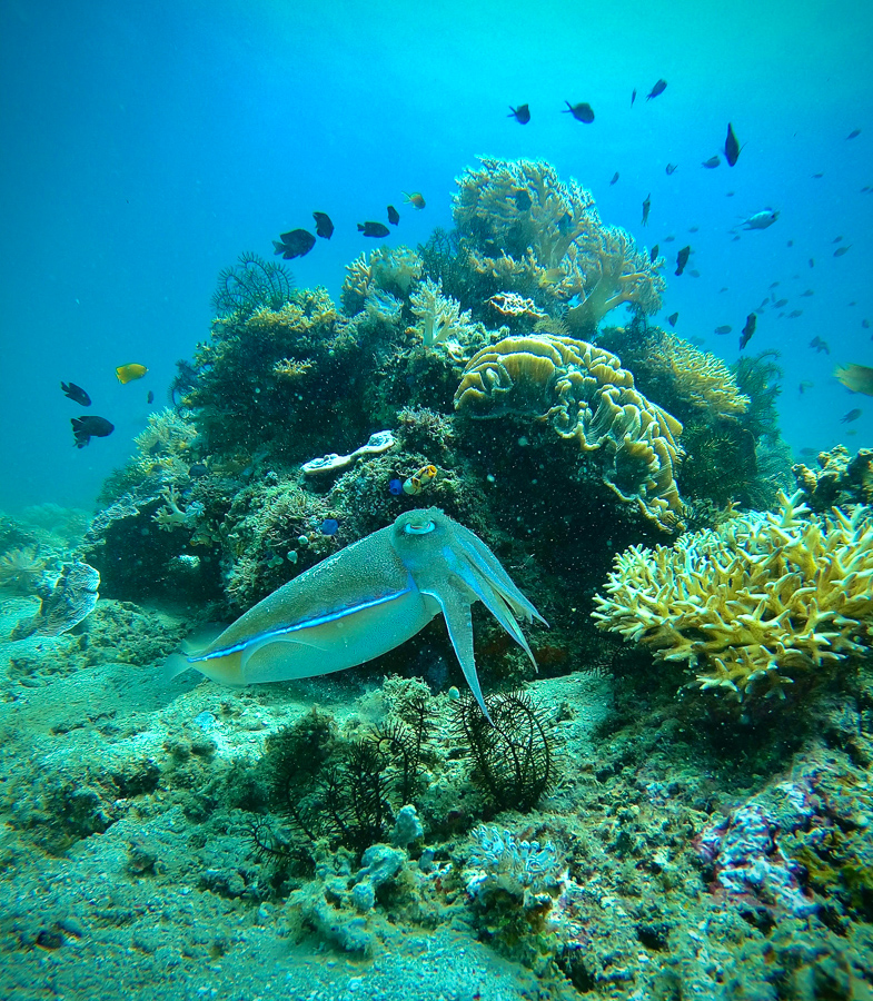 Diving Indonesia Gangga Island