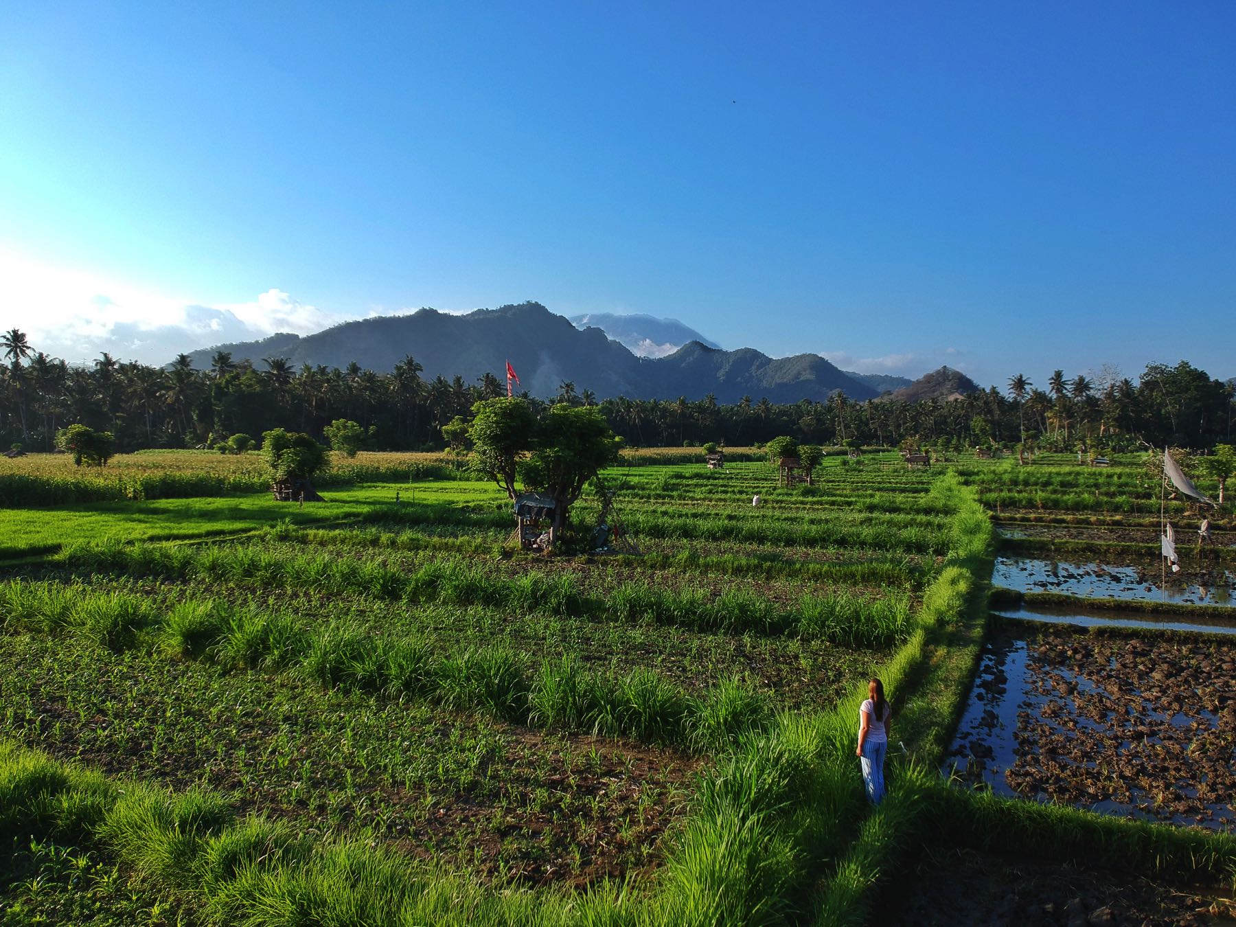 rice paddies candidasa drone