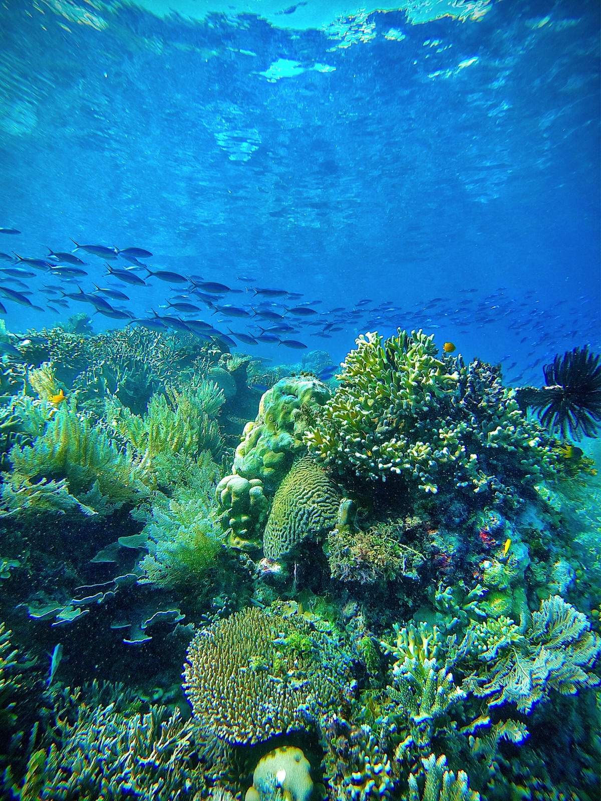 Coral Reefs Underwater Raja Ampat diving