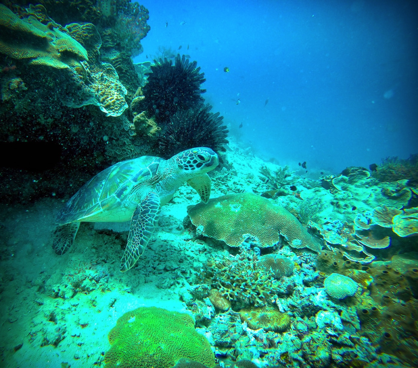 scuba diving in raja ampat with turtles