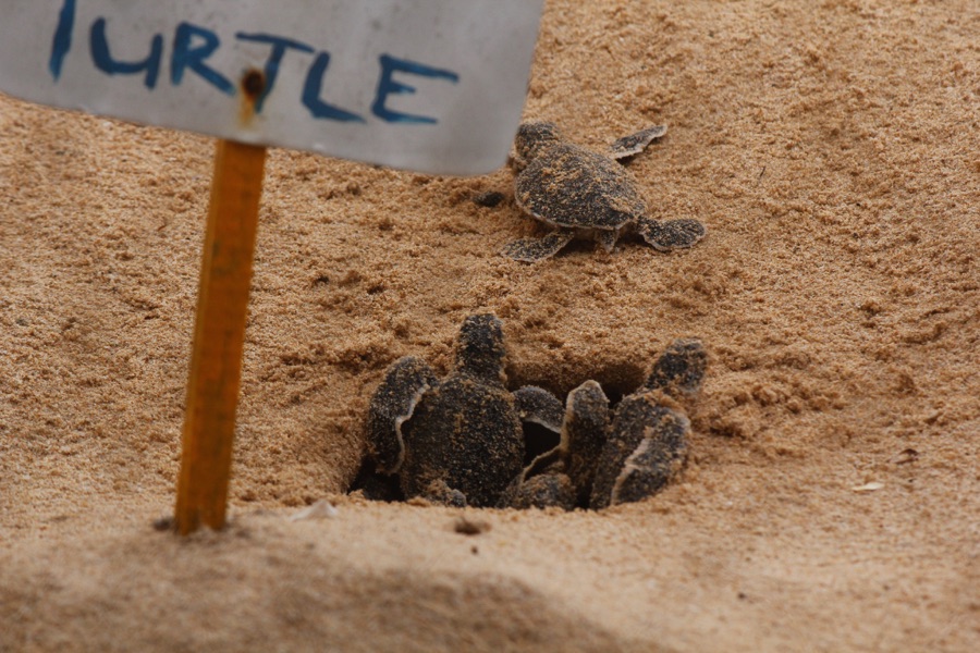 Loggerhead Turtle Nest Zakynthos