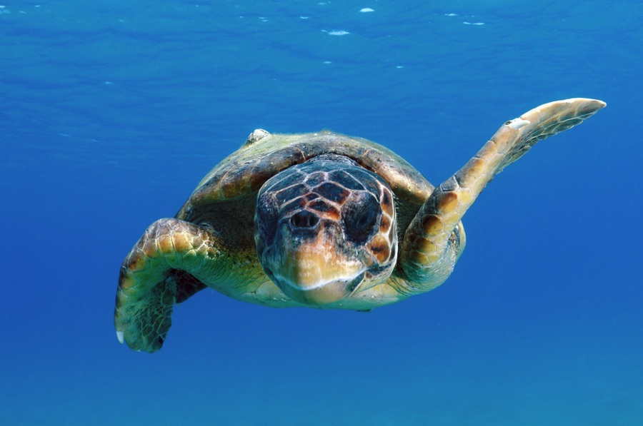 Loggerhead Turtle Swimming