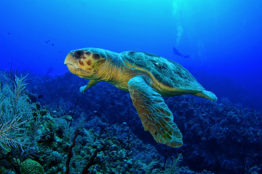 Loggerhead Turtle Zakynthos Coral Diver