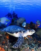 Scuba Diving in Cozumel, Mexico: A Complete Guide