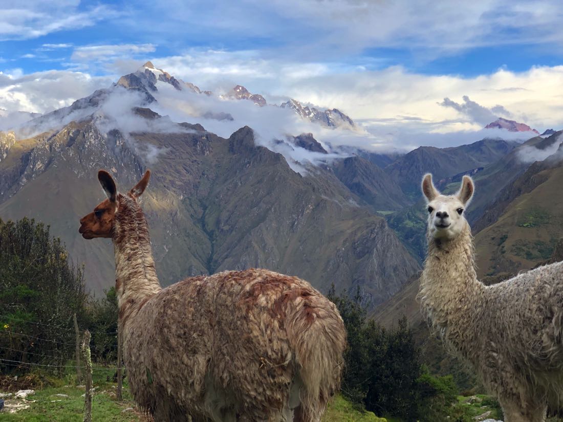 llamas inca trail trek