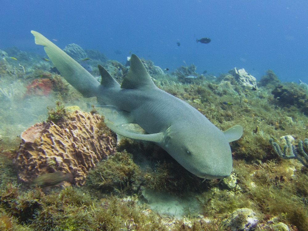 A nurse shark in Cozumel