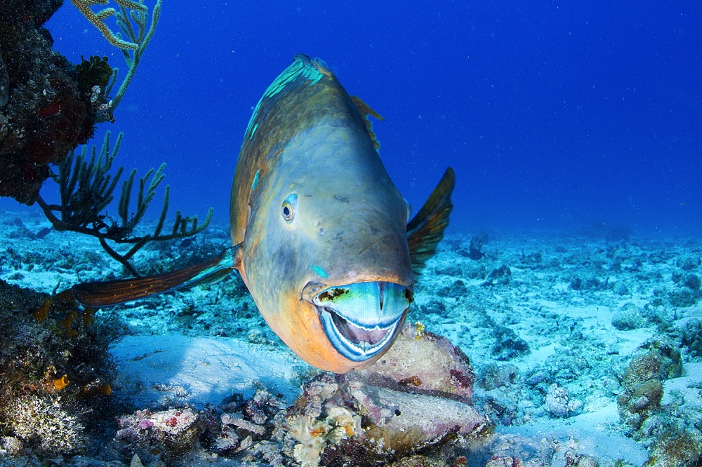 Parrot fish in Cozumel, Mexico