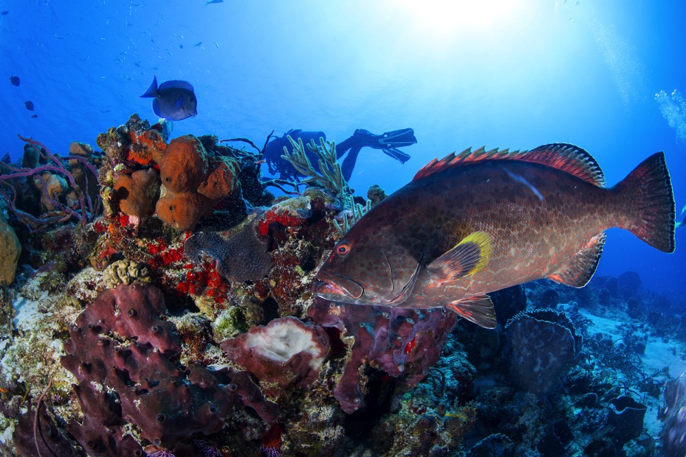 scuba divers cozumel