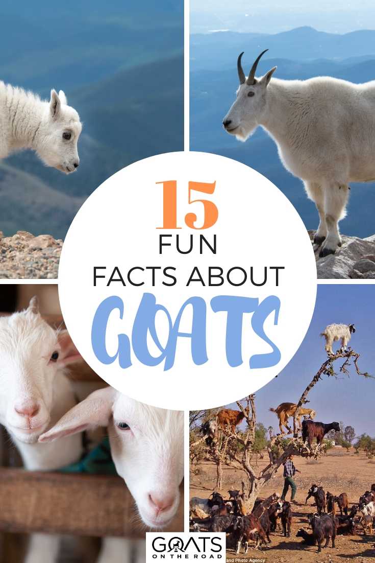 Facts About Goats