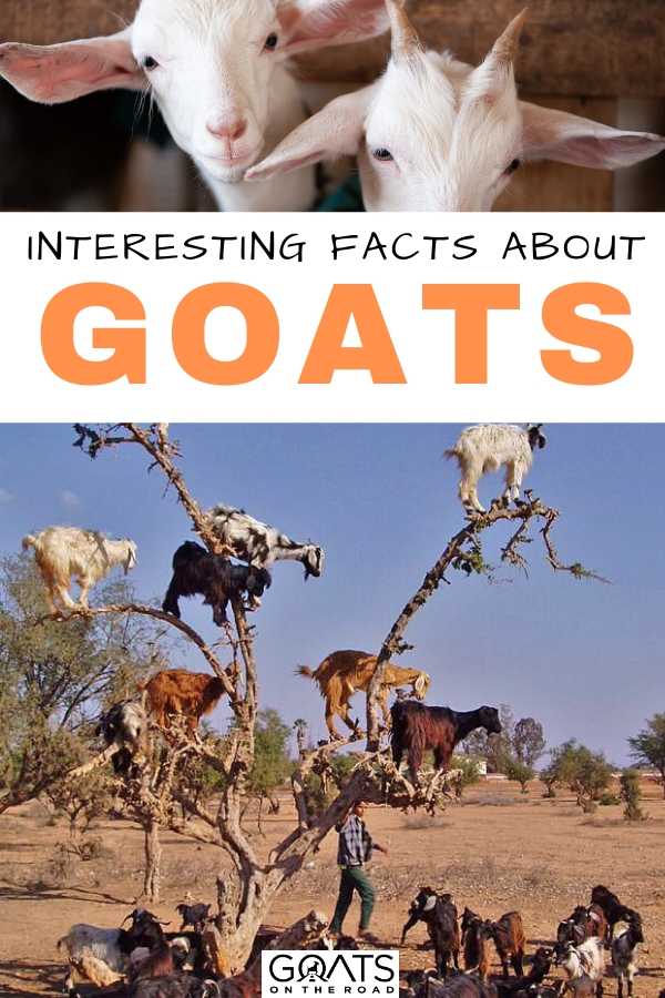 “Interesting Facts About Goats