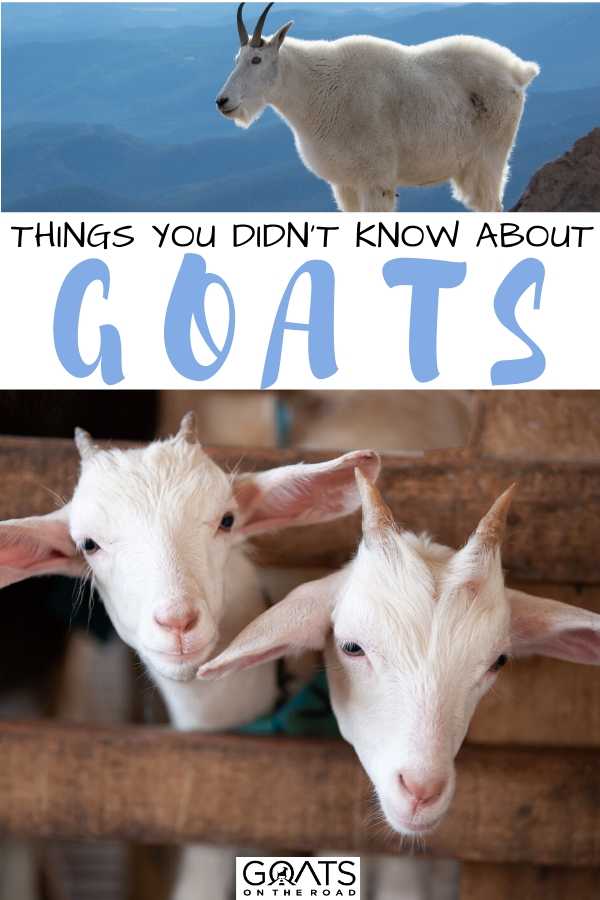 “Things You Didn't Know About Goats