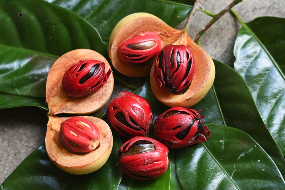 nutmeg in grenada