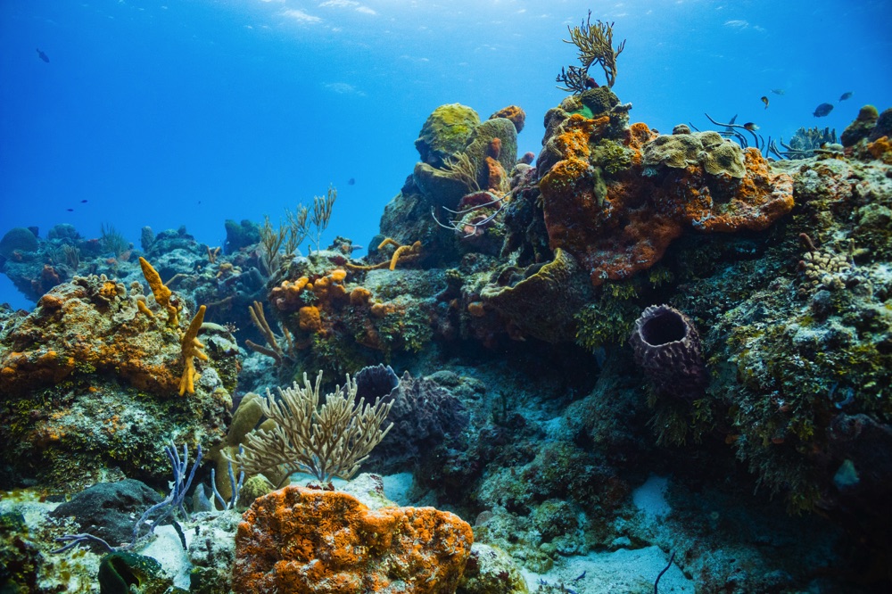 scuba diving cozumel mexico