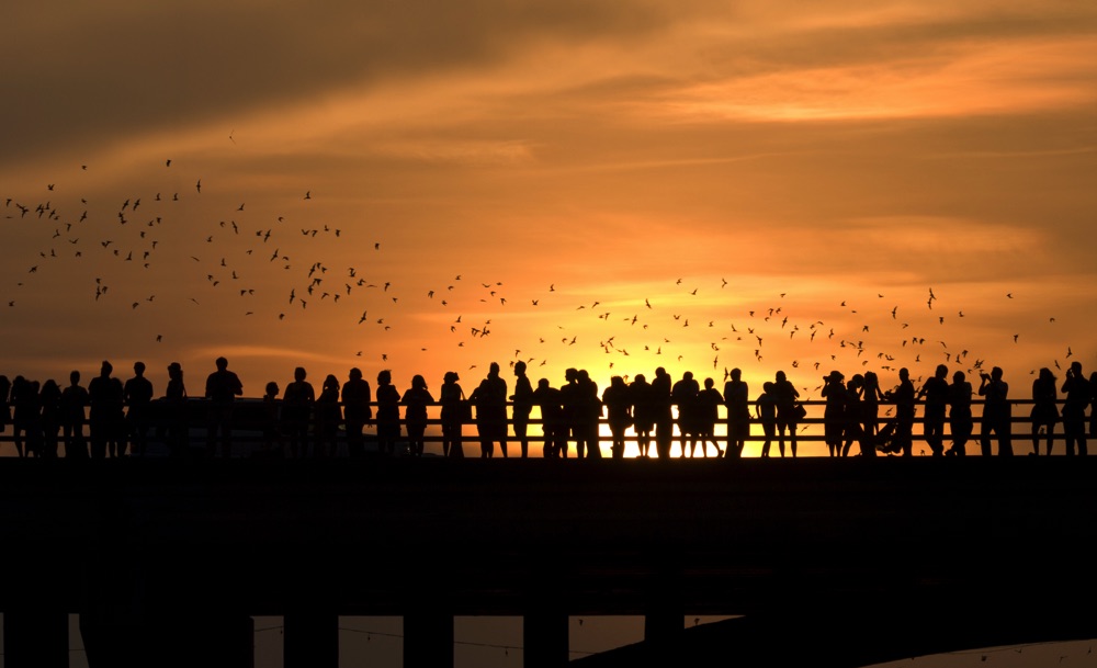 watching bats in austin
