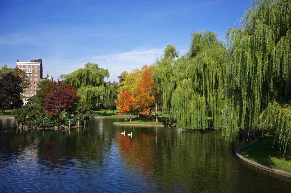 Swans, water and willow trees during a Boston weekend in the summer