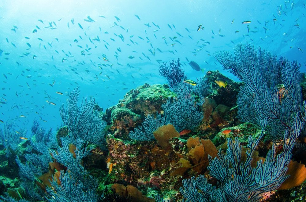 snorkelling in cabo san lucas