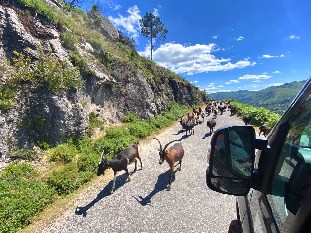 Goats On The Road portugal