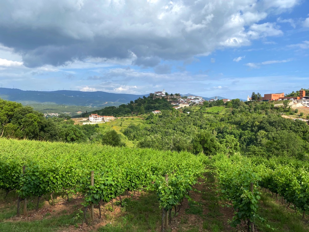 Vineyards on the way to Penela, Portugal