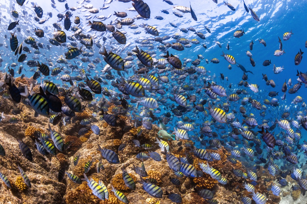 Scuba diving in La Paz, Mexico, one of the best things to do