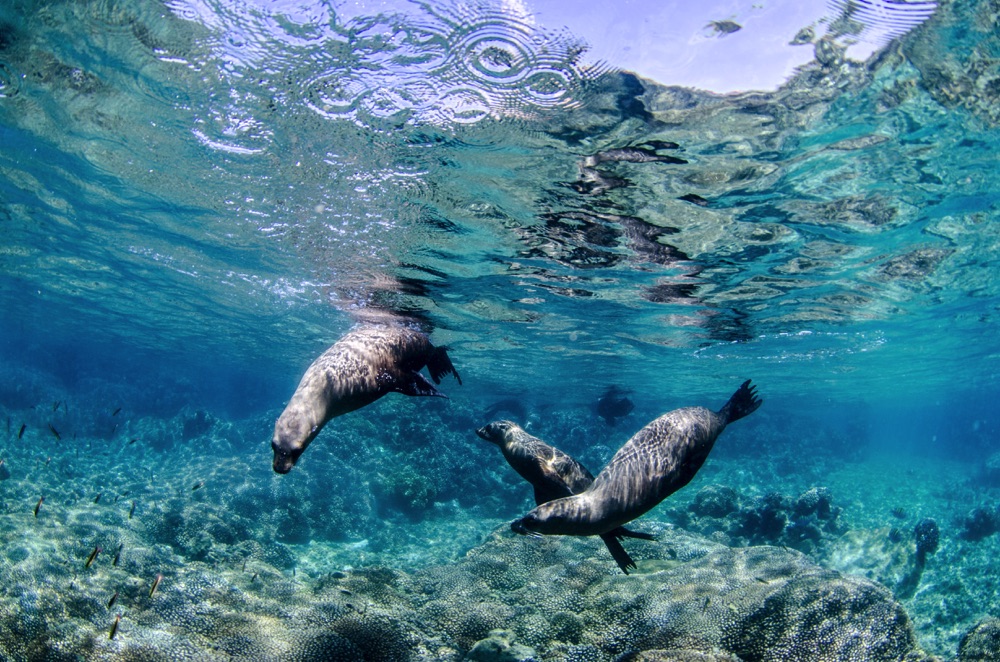 swiming with sea lions mexico la paz