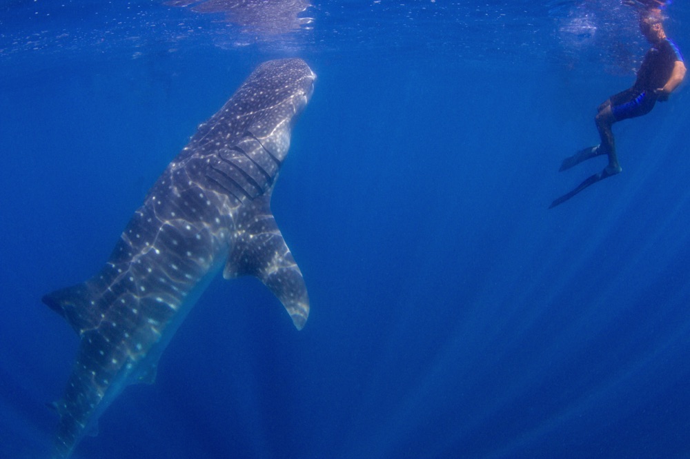 swimming with whale sharks is one of the best things to do in la paz