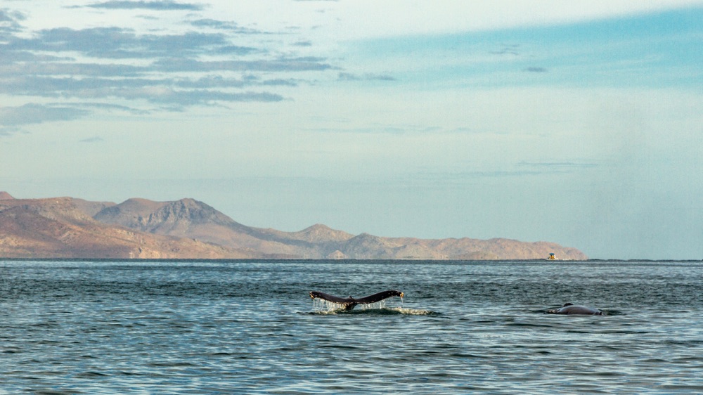 whale watching in la paz