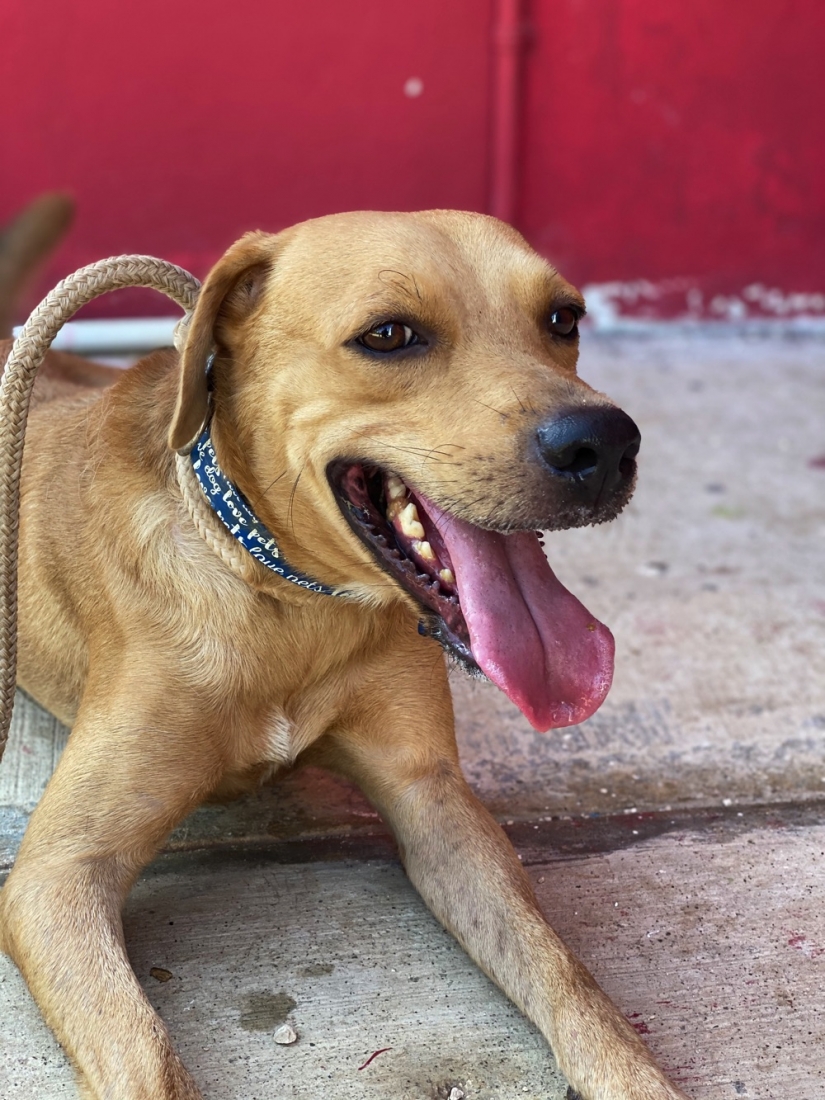 volunteer with dogs in cabo