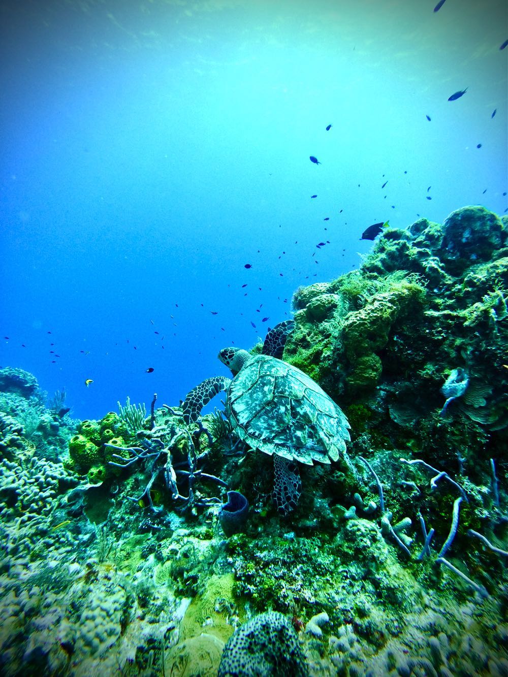 Scuba diving in Cozumel: a turtle